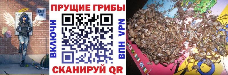 Купить где  Мензелинск  Псилоцибиновые грибы MAGIC MUSHROOMS 